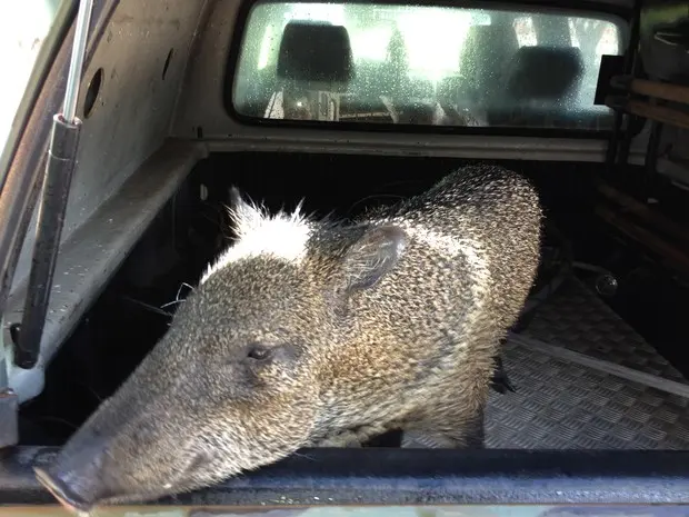 Porco queixada foi encontrado em uma residência no bairro Centenário (Foto: Wagner Pessoa)