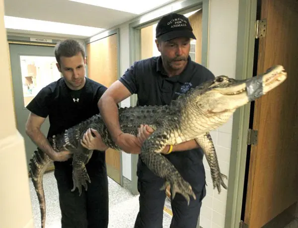 Animal chega para exames numa clínica veterinária, após ser resgatado de porão (Foto: Lisa Powell/Daiton Daily News/AP)