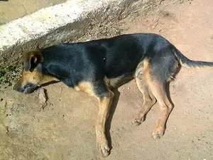 Polícia afirma que mais de 20 cães morreram (Foto: Miller Mesquita/Arquivo Pessoal)