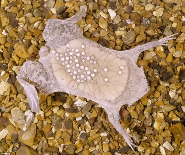 O Sapo do Suriname está sob ameaça de total perda do seu habitat, mas não atrai apoio devido à 'sua aparência cadavérica'. (Foto: Daily Mail)
