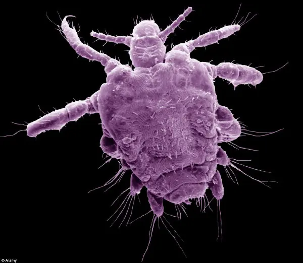 O pthirus pubis , mais conhecido como 'chato', está em perigo de extinção devido a hábitos como a depilação íntima. (Foto: Daily Mail)