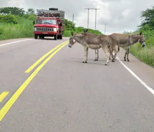 Animais soltos são muito comuns nas rodovias, como na CE-282, em Iguatu. (Foto: Honório Barbosa)