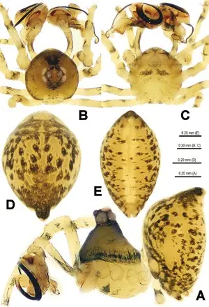 Estruturas de um macho da espécie de aranha 'Trogloneta yuensis' (Foto: Divulgação/ZooKeys)