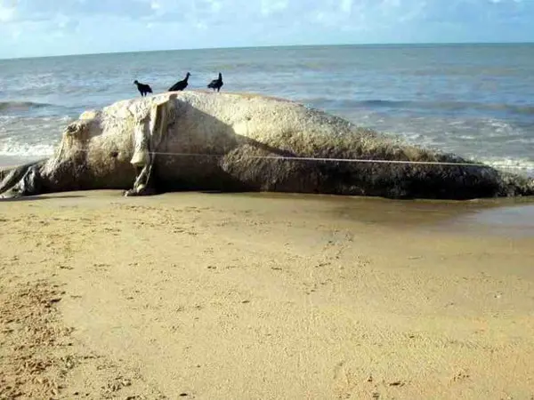 Foto: IBJ / Divulgação