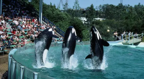 Baleias orca são obrigadas a realizar performance em parques como o SeaWorld, na Flórida. (Foto: Daily Mail)