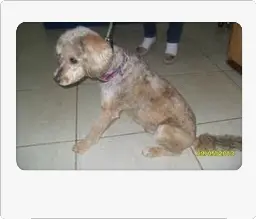 bob (2)