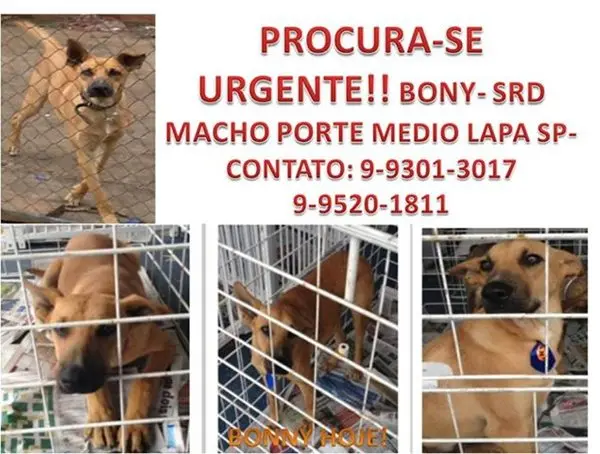 bonny cartaz