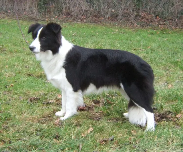 Cão da raça border collie - Foto: Divulgação