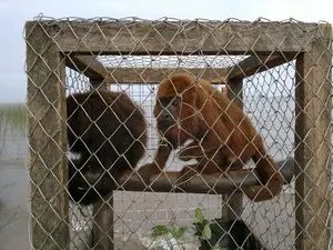 Bugio ruivo é uma das espécies ameaçadas de extinção no RS(Foto: Halex Vieira/RBS TV)