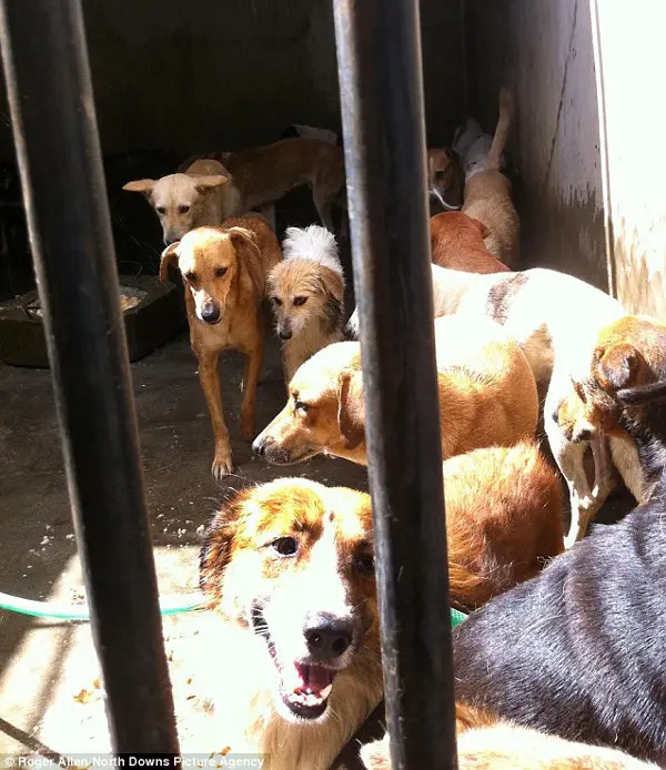 Nas gaiolas imundas, os cachorros se encolhem para o fundo. (Foto: Daily Mail) 