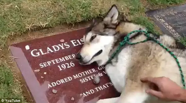 Devastado: o cão Wiley ficou inconsolável e não conseguia sair da lápide da tutora. (Foto: YouTube) 