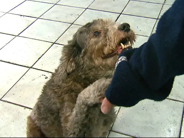 Cão atropelado passou por quatro cirurgias e perdeu uma das patas (Foto: Marlon Tavoni/ EPTV)