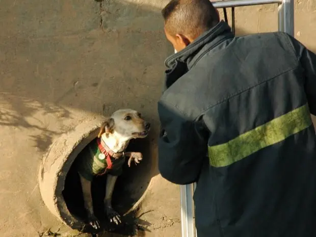 Cachorro foi resgatado por bombeiros após ficar preso em rede de esgoto. (Foto: Marcus Vinicius Morbin/VC no G1)