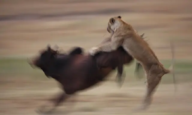 Foto: Leão, Masai Mara, Quênia, fevereiro de 2011