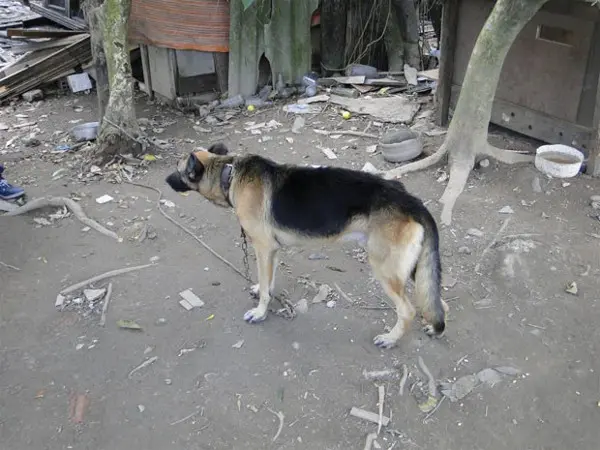 Cachorro foi encontrado desnutrido e machucado em Guarujá (Foto: Josimar Frazão/Prefeitura de Guarujá)