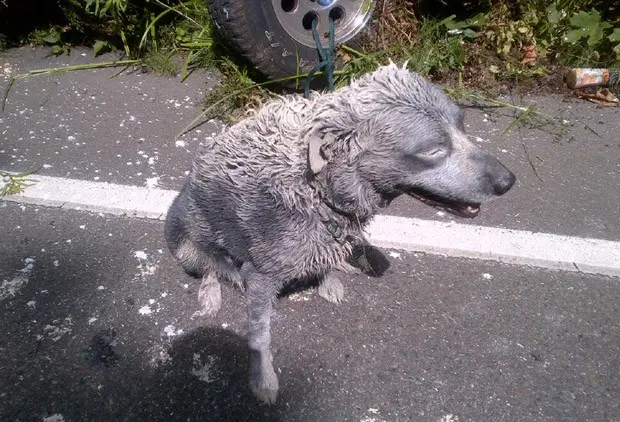 Cachorro que estava viajando também ficou coberto de tinta (Foto: Russ Winger/Washington State Patrol/AP)