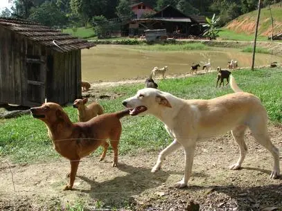 O ex-caminhoneiro Rogério da Silva cuida de 116 cães, que tem como filhos, em um rancho no município de Gaspar, em Santa Catarina - Foto: Jaime Batista da Silva