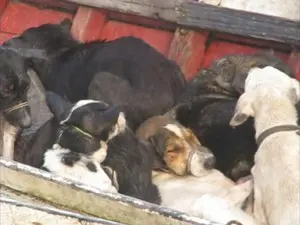 Cães foram amarrados a embarcações que seriam da prefeitura. (Foto: Reprodução/ Aragonei Bandeira)