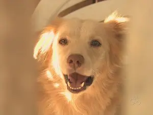 Barulho dos animais incomoda vizinhos (Foto: Reprodução TV Acre)