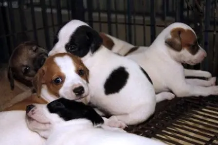 A feira é uma iniciativa do grupo “Eu Ajudo os Animais” e terá início às 09h00, seguindo até as 16h00. (Foto: CBN Foz do Iguaçu)