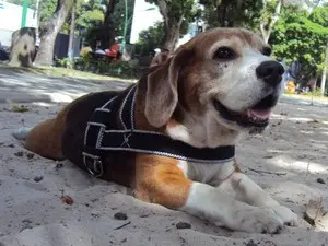 Animais poderão ser avaliados por veterinários e receber vacinas. (Foto: Thaís Rezende/G1)