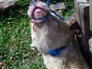 Cães foram mantidos amarrados. Eles apresentavam ferimentos. (Foto: Reprodução/ Aragonei Bandeira)