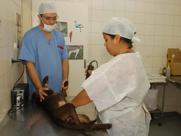 Animais serão castrados em mutirão em Santos (Foto: Divulgação/ Prefeitura de Santos)