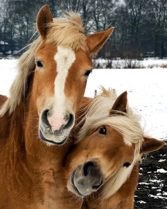 Animal é antepassado de cavalo irlandes - Foto: Divulgação