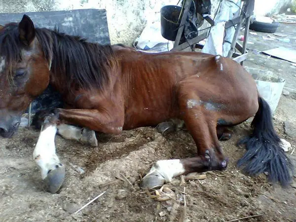 Cavalo mal consegue se levantar e está sendo obrigado pelo carroceiro a puxar charrete, mas não está mais aguentando. Por favor, ajudem! (Foto: Reprodução/ Facebook) 