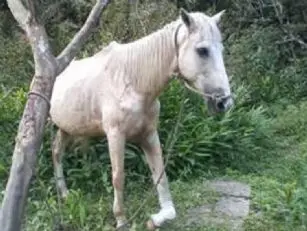 Cavalo ferido foi achado nas ruas do Quarentenário em São vicente (SP). (Foto: Divulgação)
