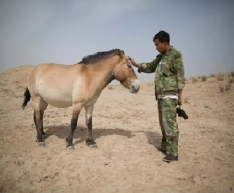 Sun Zhicheng, funcionário da reserva natural West Lake, ao lado de um dos cavalos Przewalski que vivem no local. (Foto: Ed Jones/AFP)