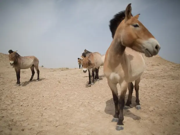 Cavalos Przewalski na reserva natural West Lake, na China (Foto: Ed Jones/AFP) 