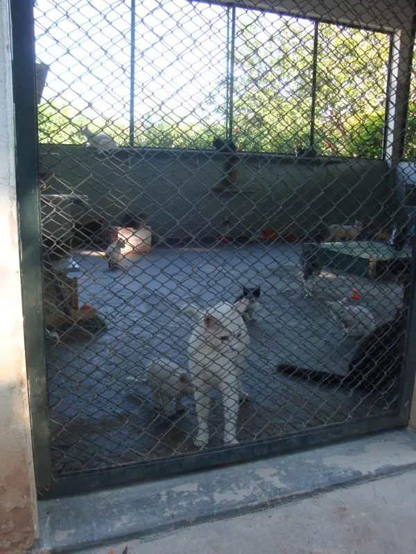 Animais aguardam adoção no CCZ de Bauru (SP). (Foto: Renata Takahahi)