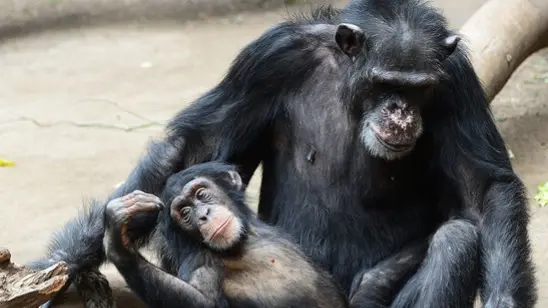 Chimpanzés: a ciência ainda não tem uma resposta para a relação desses animais com a morte, mas segundo pesquisadores, é "difícil" não ver uma semelhança com o comportamento humano (Hendrik Schimdt/Germany Out/AFP ) 