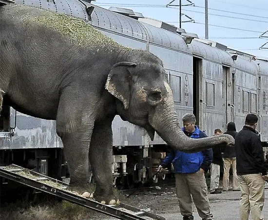 Elefantes e outros animais explorados em circos estão no centro de um debate em Milford, nos EUA, onde um morador está exigindo uma ordem para banir os circos que usam animais em suas apresentações. (Foto: Divulgação)