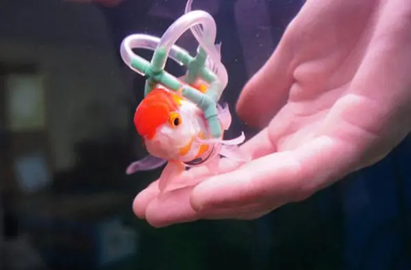 colete-peixe