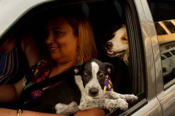 Chips evitam que cães fiquem soltos nas ruas. (Foto: Diego Janatã)