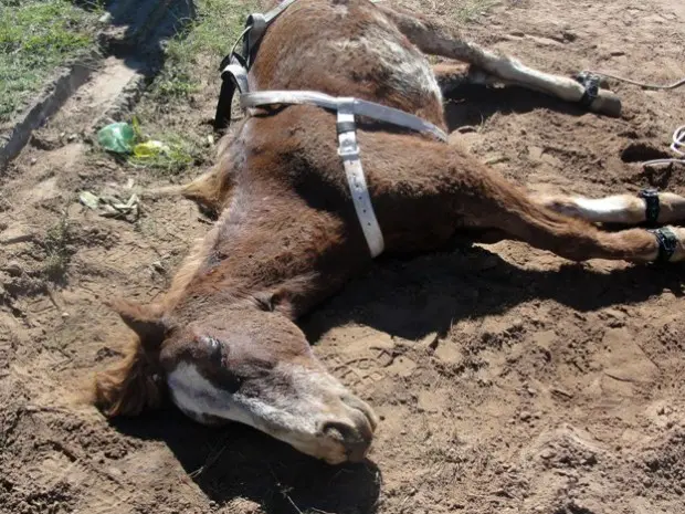 Égua encontrada debilitada foi levada para o Canil Municipal (Foto: Divulgação/Prefeitura de São Carlos)