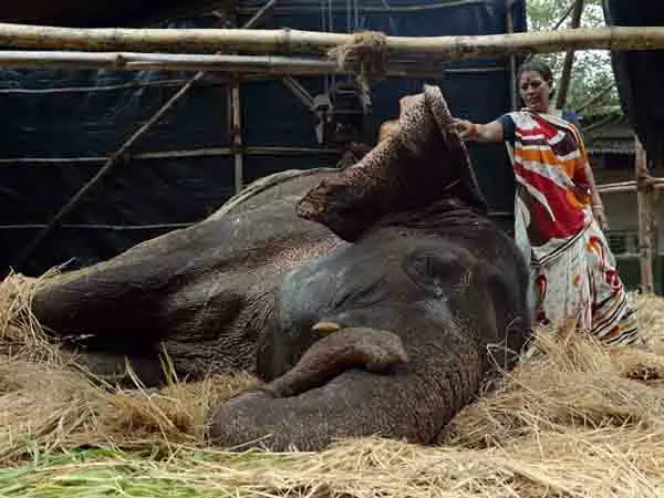 Elefante desmaia na rua de Mumbai (Foto: Punit Paranjpe/ AFP)