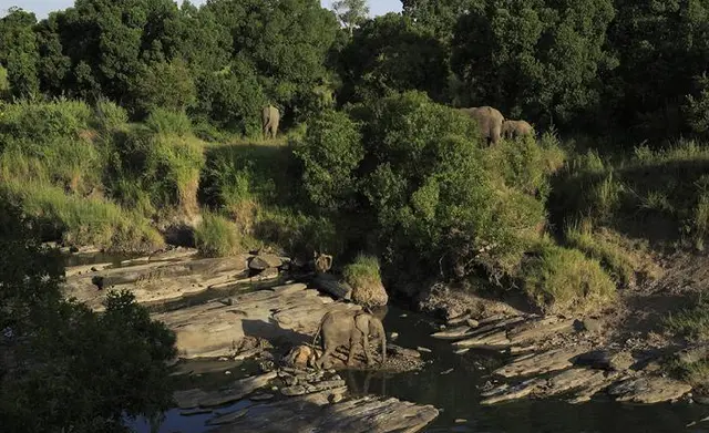 Elefante-africano, Masaimara, Quênia, janeiro de 2012