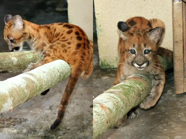  De acordo com veterinários, mesmo sendo criado em cativeiro, o animal está saudável e sem sinais de maus-tratos. (Foto: Vanessa Vasconcelos/G1)