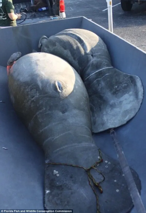  Assassinato misterioso: Dois dos 111 peixes-boi que foram encontrados mortos no estuário Indian River Lagoon, na Flórida. (Foto: Daily Mail)