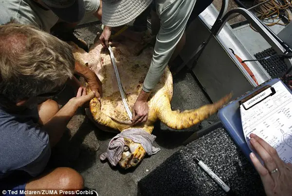  Perplexos: Até agora, os biólogos foram incapazes de explicar a causa dessas mortes anti-naturais. (Foto: Daily Mail)