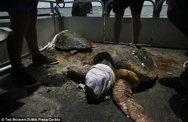 Testes: Duas jovens tartarugas-cabeçudas (Loggerhead) marinhas retiradas da água, sendo cuidadas com toalhas úmidas sobre suas cabeças para acalmá-las, em um barco na laguna Indian River. (Foto: Daily Mail)