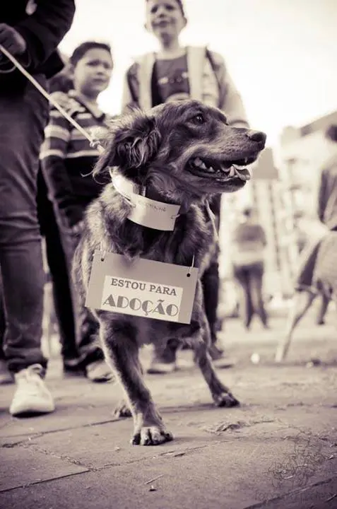 Foto: Fotógrafo Protetor