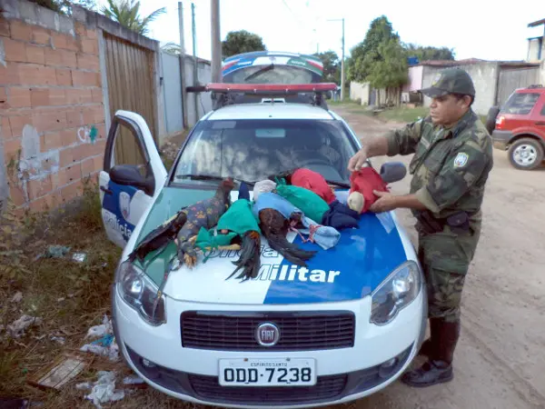 Foto: Batalhão de Polícia Militar Ambiental