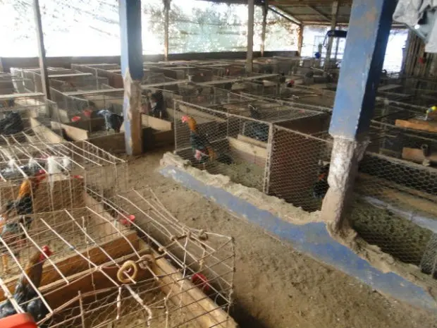 Galos estavam sendo preparados para começar uma rinha quando a polícia chegou (Foto: Polícia Civil/Divulgação)