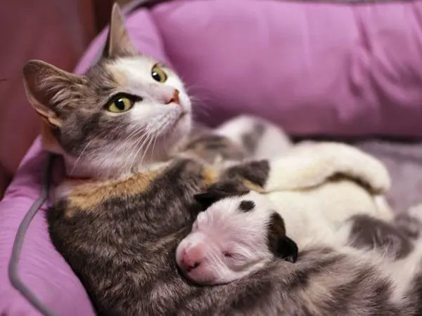 O filhote de Pit bull Noland, órfão, encontrou uma nova família essa semana. A gata Lurleen, que teve quatro filhotes recentemente, começou a cuidar do cão abandonado e o 'adotou' como filho (Foto: Liga de proteção animal de Cleveland/ AP)