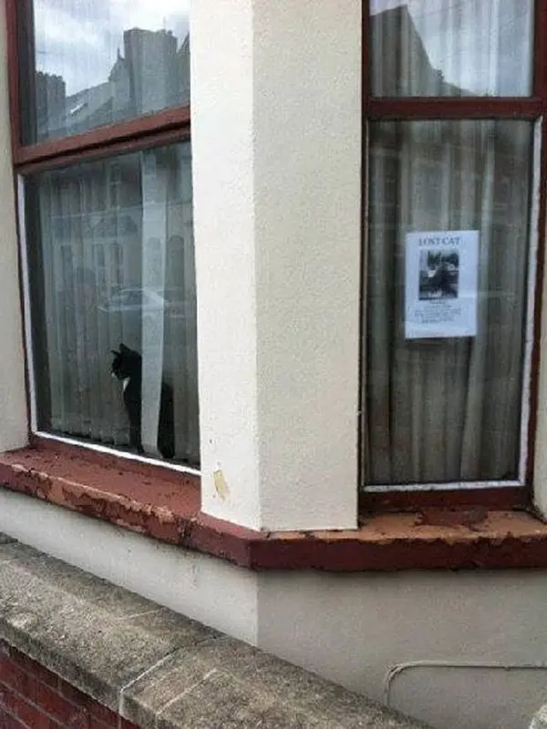  Gato observa pela janela ao lado de cartaz que diz que ele está perdido (Foto: Reprodução/Imgur/LunarCandy)