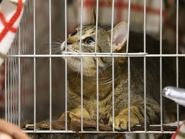 Felino foi capturado com armadilha (Foto: Cristiano Estrela / Agencia RBS)